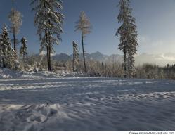 Photo Textures of Background Forest